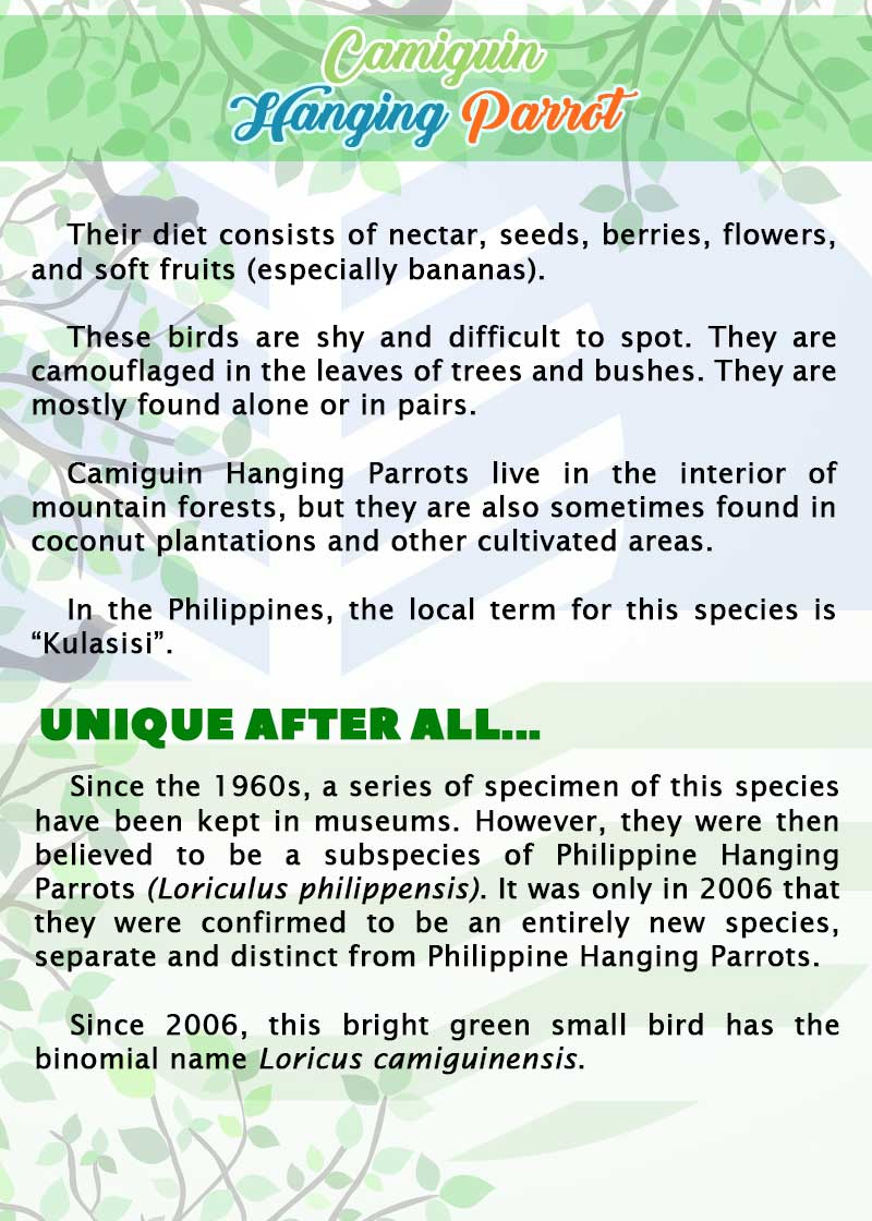 Camiguin Hanging Parrot page 2